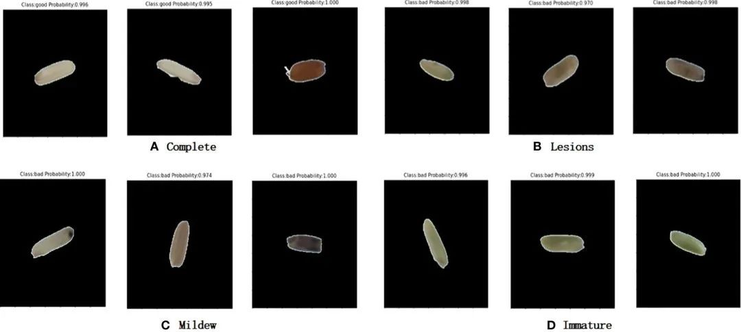 基于機器視覺和卷積神經網絡的大米外觀品質快速自動檢測系統(tǒng)的研究