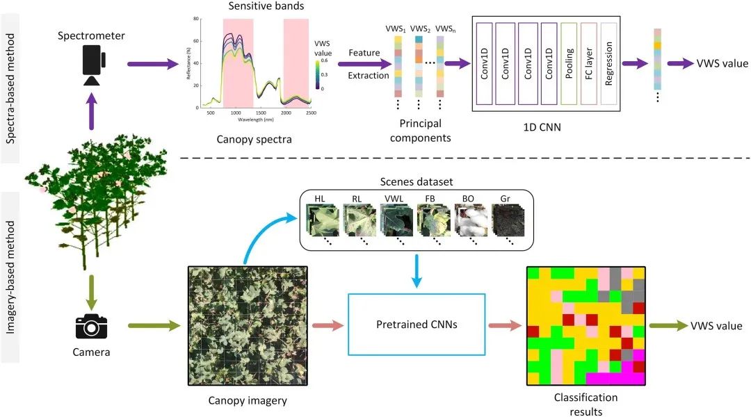利用卷積神經(jīng)網(wǎng)絡(luò)從原位冠層圖像和光譜評估棉花黃萎病的嚴(yán)重程度