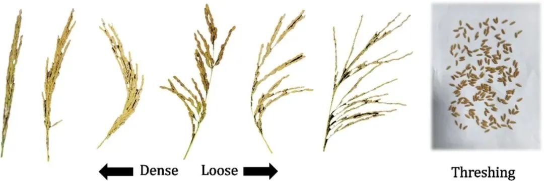 華中農(nóng)業(yè)大學宋鵬副教授團隊：自然形態(tài)稻粒精確計數(shù)：一種基于圖像分類和物體檢測的方法