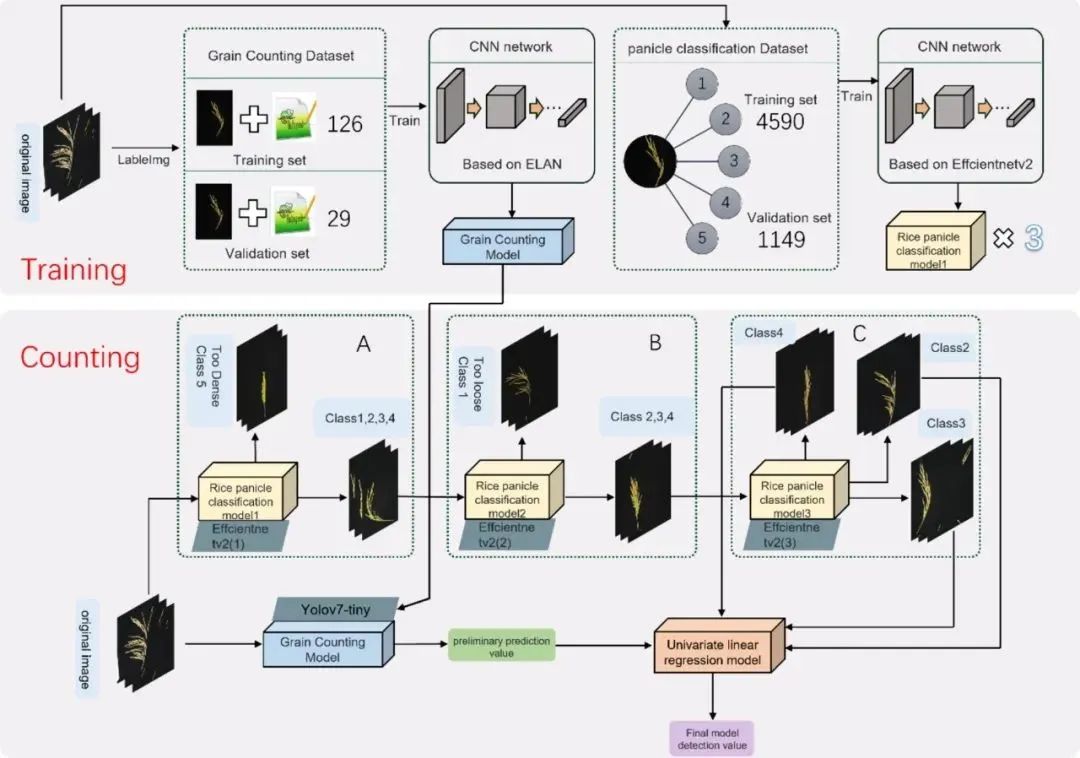 華中農(nóng)業(yè)大學宋鵬副教授團隊：自然形態(tài)稻粒精確計數(shù)：一種基于圖像分類和物體檢測的方法